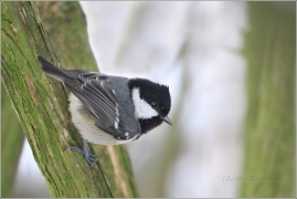 <p>SÝKORA UHELNÍČEK (Periparus ater) - Harta</p>